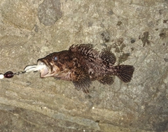 ムラソイの釣果