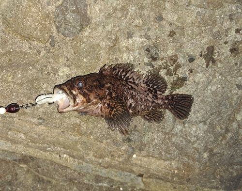 ムラソイの釣果