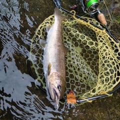 ヤマメの釣果