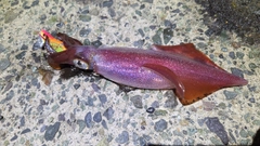ケンサキイカの釣果