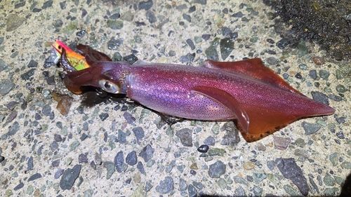 ケンサキイカの釣果