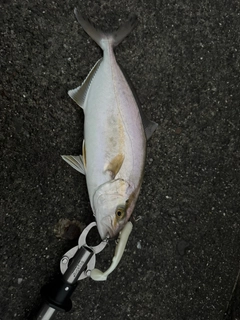 ショゴの釣果