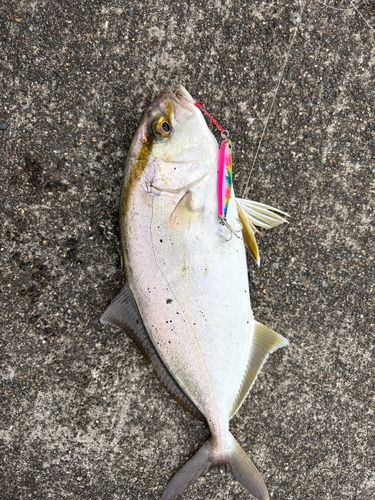 ショゴの釣果