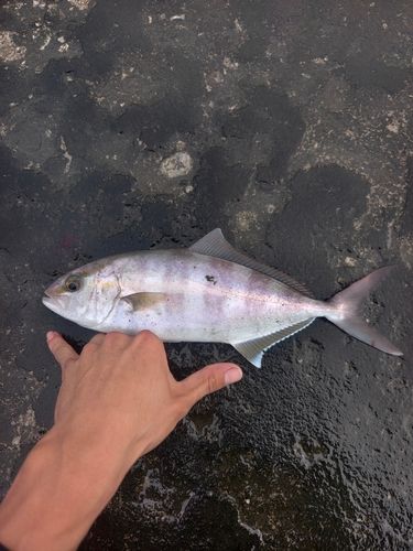 ネイリの釣果
