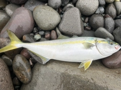 イナダの釣果