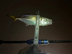 マアジの釣果