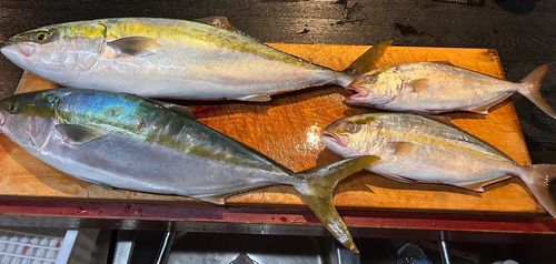 ハマチの釣果