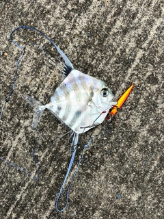 イトヒキアジの釣果