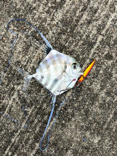イトヒキアジの釣果