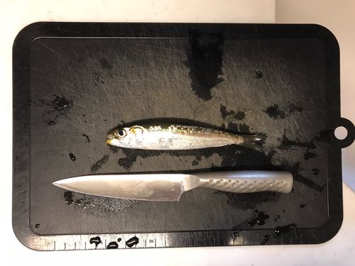 Zinoviさんの2026年09月10日(木)の釣行(千葉県 - 検見川浜突堤