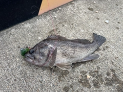 クロソイの釣果