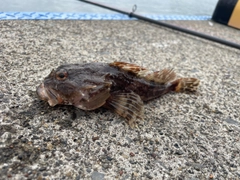 カジカの釣果