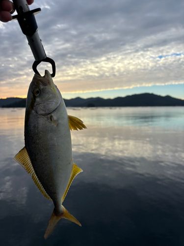 ショゴの釣果