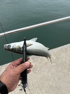ボラの釣果