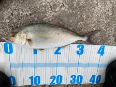 ショゴの釣果