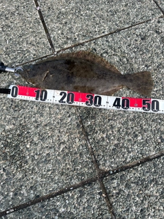ヒラメの釣果