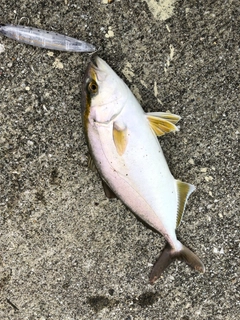 ショゴの釣果