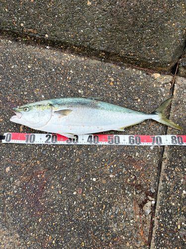 ブリの釣果