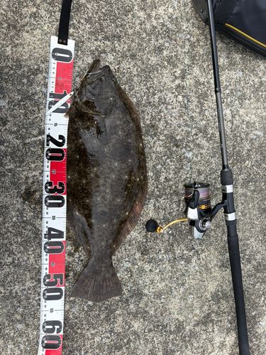 ヒラメの釣果