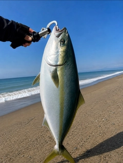 キジハタの釣果