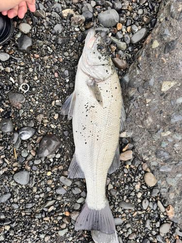 ヒラスズキの釣果
