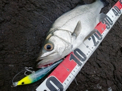 ヒラスズキの釣果