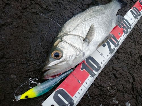 ヒラスズキの釣果