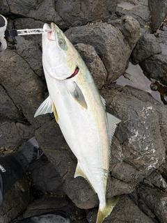 ブリの釣果