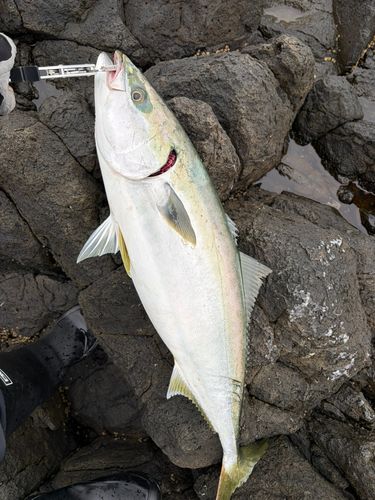 ブリの釣果