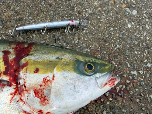 メジロの釣果