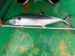 サゴシの釣果