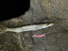 カマスの釣果