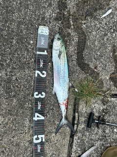 サゴシの釣果