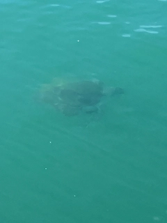 ダツの釣果