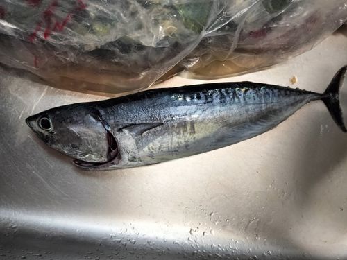 スマガツオの釣果