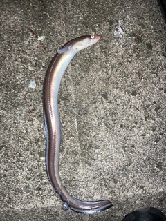 アナゴの釣果