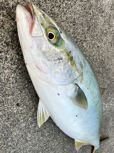 イナダの釣果