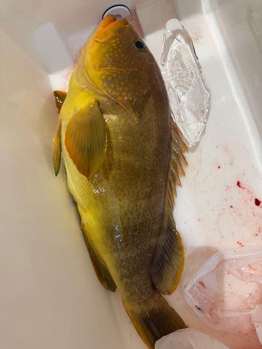 アオハタの釣果