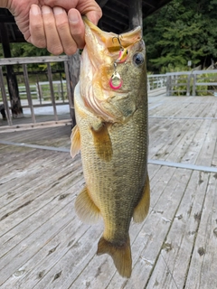 ラージマウスバスの釣果