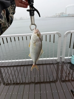 ショゴの釣果