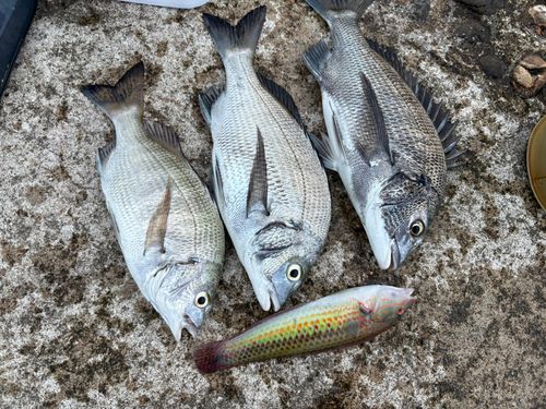 チヌの釣果