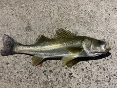フッコ（マルスズキ）の釣果