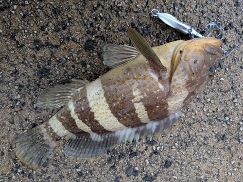 アオハタの釣果