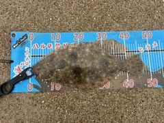 ヒラメの釣果
