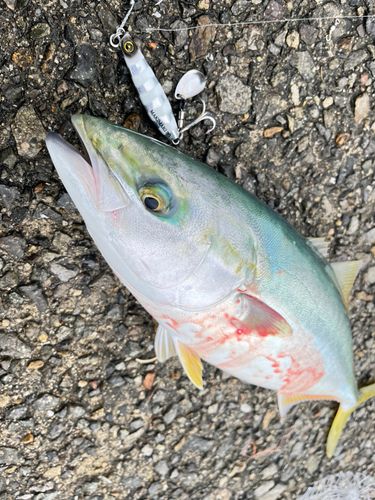 ハマチの釣果