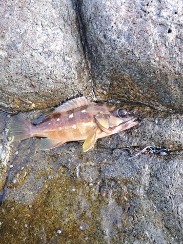 アカハタの釣果