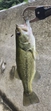 ブラックバスの釣果