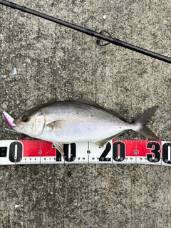 ショゴの釣果