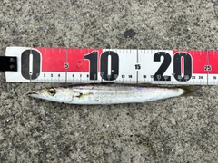 カマスの釣果