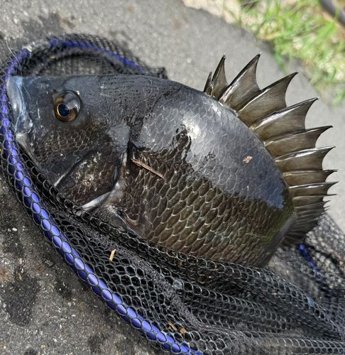 チヌの釣果